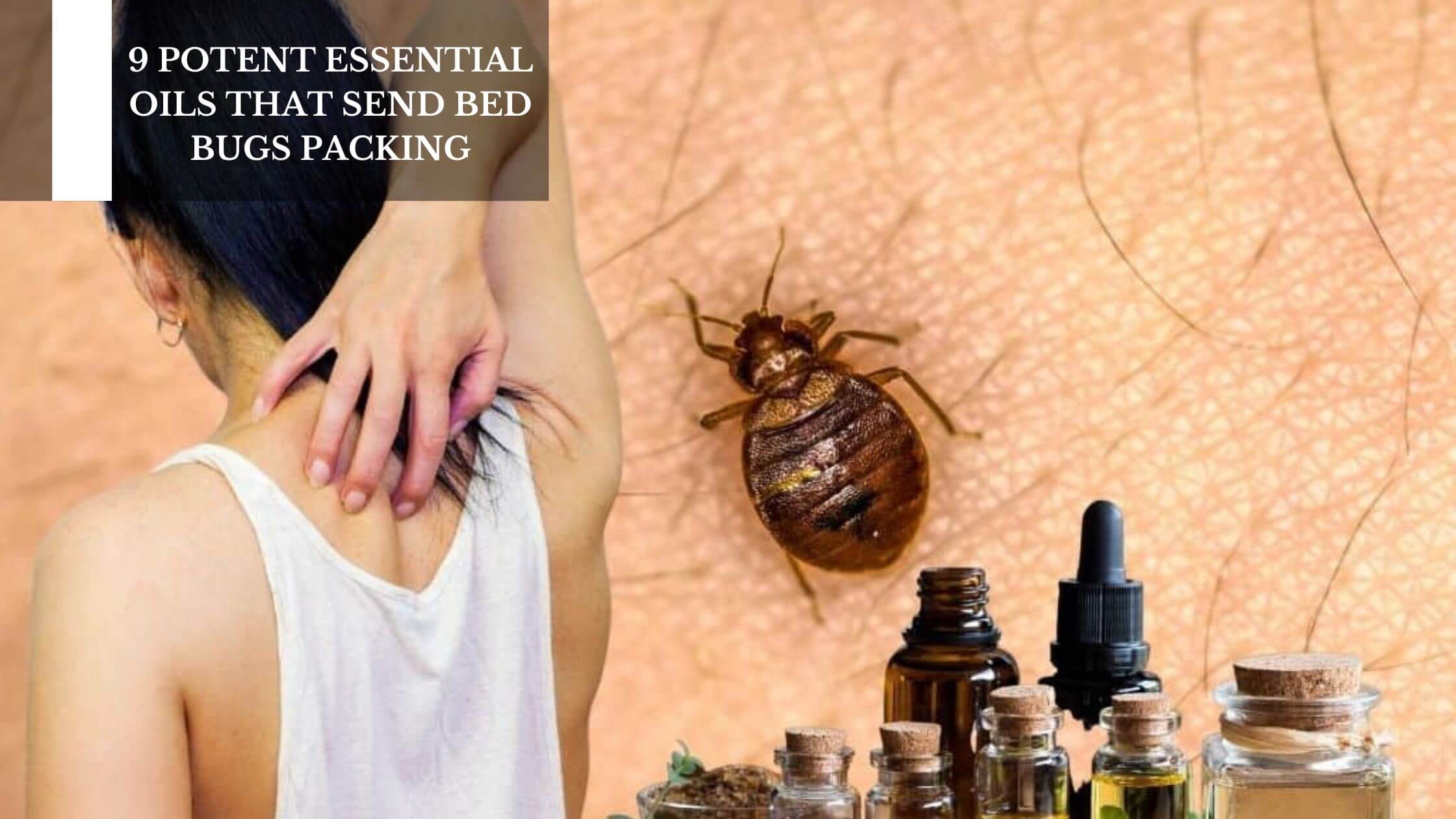 9 POTENT ESSENTIAL OILS THAT SEND BED BUGS PACKING 1 How to Get Rid of Bed Bugs Using Essential Oils?