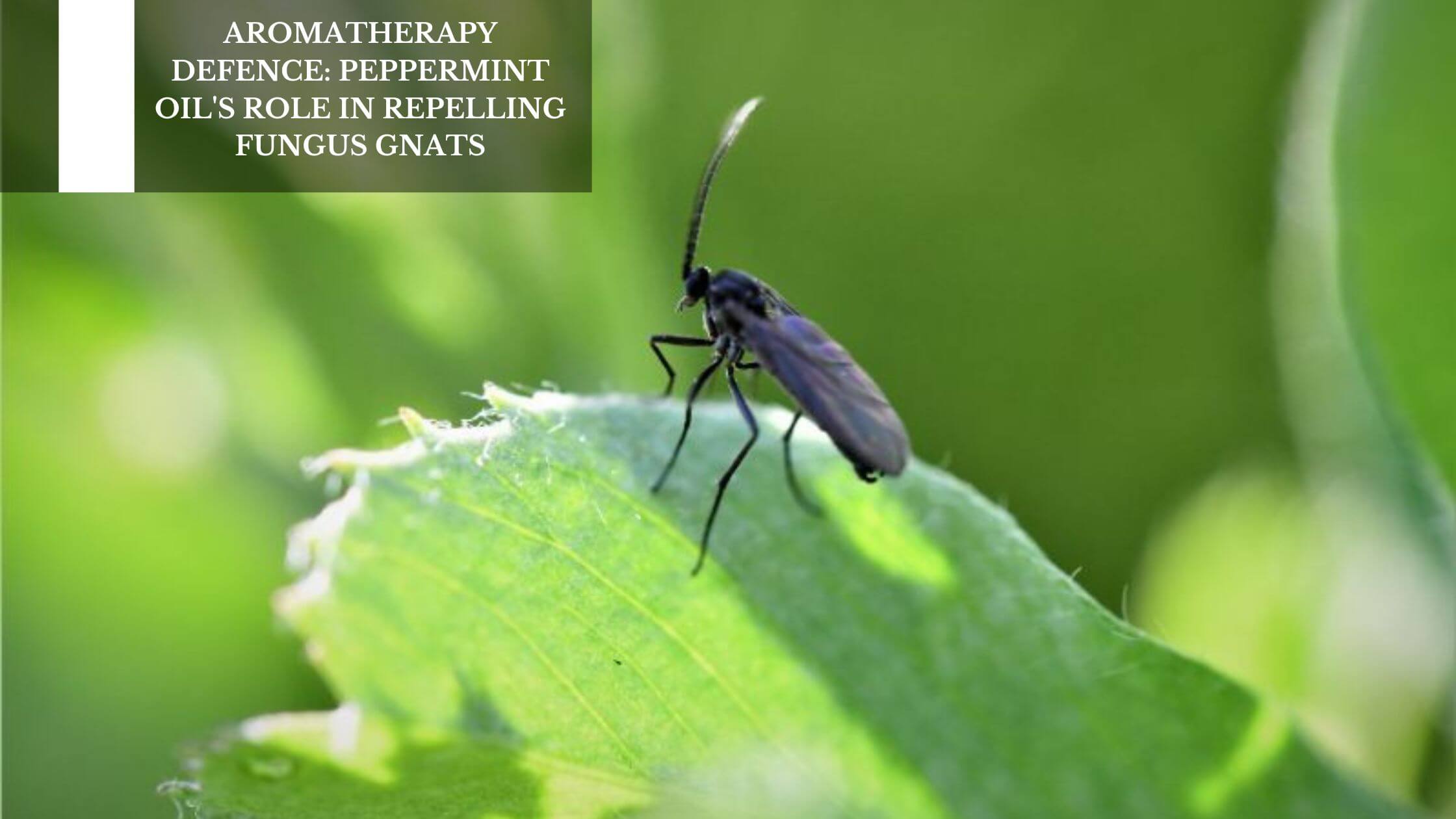 Aromatherapy Defence Peppermint Oil's Role In Repelling Fungus Gnats