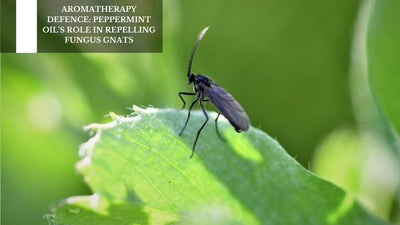 Aromatherapy Defence: Peppermint Oil's Role In Repelling Fungus Gnats