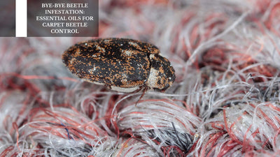 Bye-Bye Beetle Infestation: Essential Oils For Carpet Beetle Control