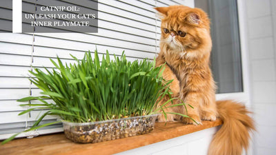 Catnip Oil: Unleash Your Cat's Inner Playmate