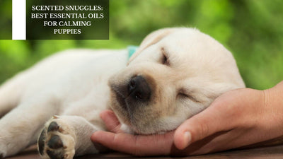Scented Snuggles: Best Essential Oils For Calming Puppies