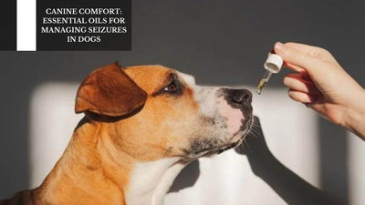 Canine Comfort: Essential Oils For Managing Seizures In Dogs