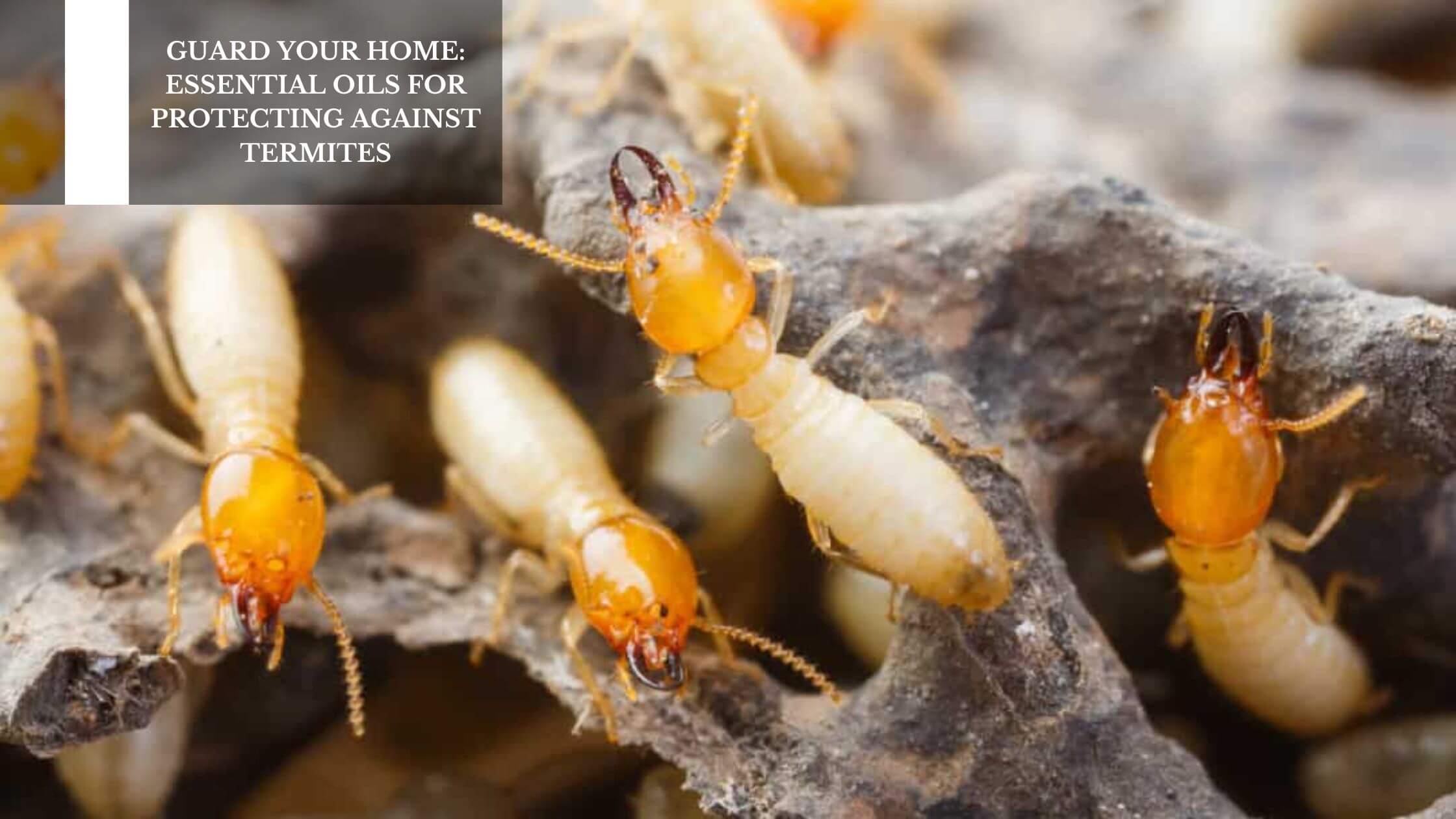 Guard Your Home Essential Oils For Protecting Against Termites