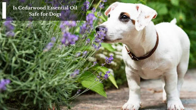Is Cedarwood Essential Oil Safe for Dogs