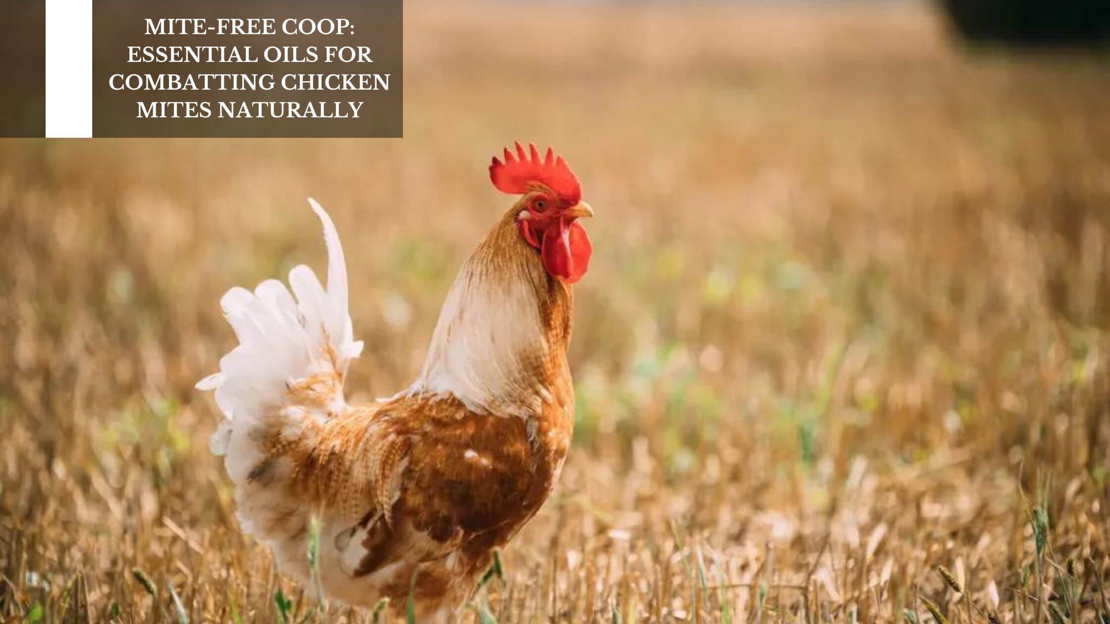 A closer look at Natural Chicken Mite Repellent Oils