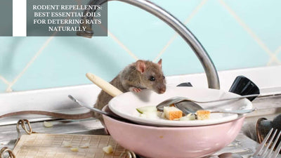 Rodent Repellents: Best Essential Oils For Deterring Rats Naturally