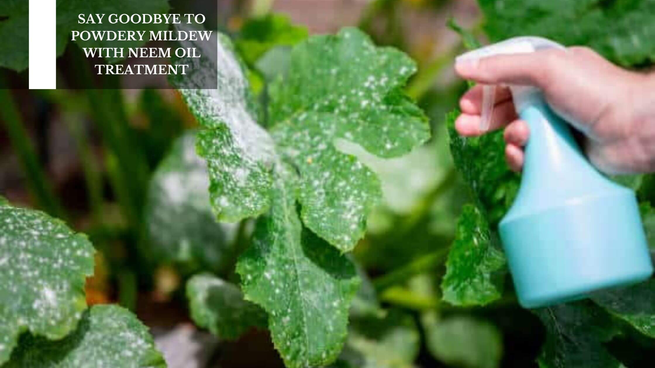 Say Goodbye To Powdery Mildew With Neem Oil Treatment – Moksha ...