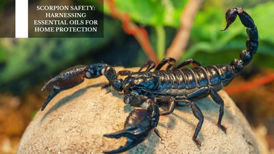 Scorpion Safety: Harnessing Essential Oils For Home Protection