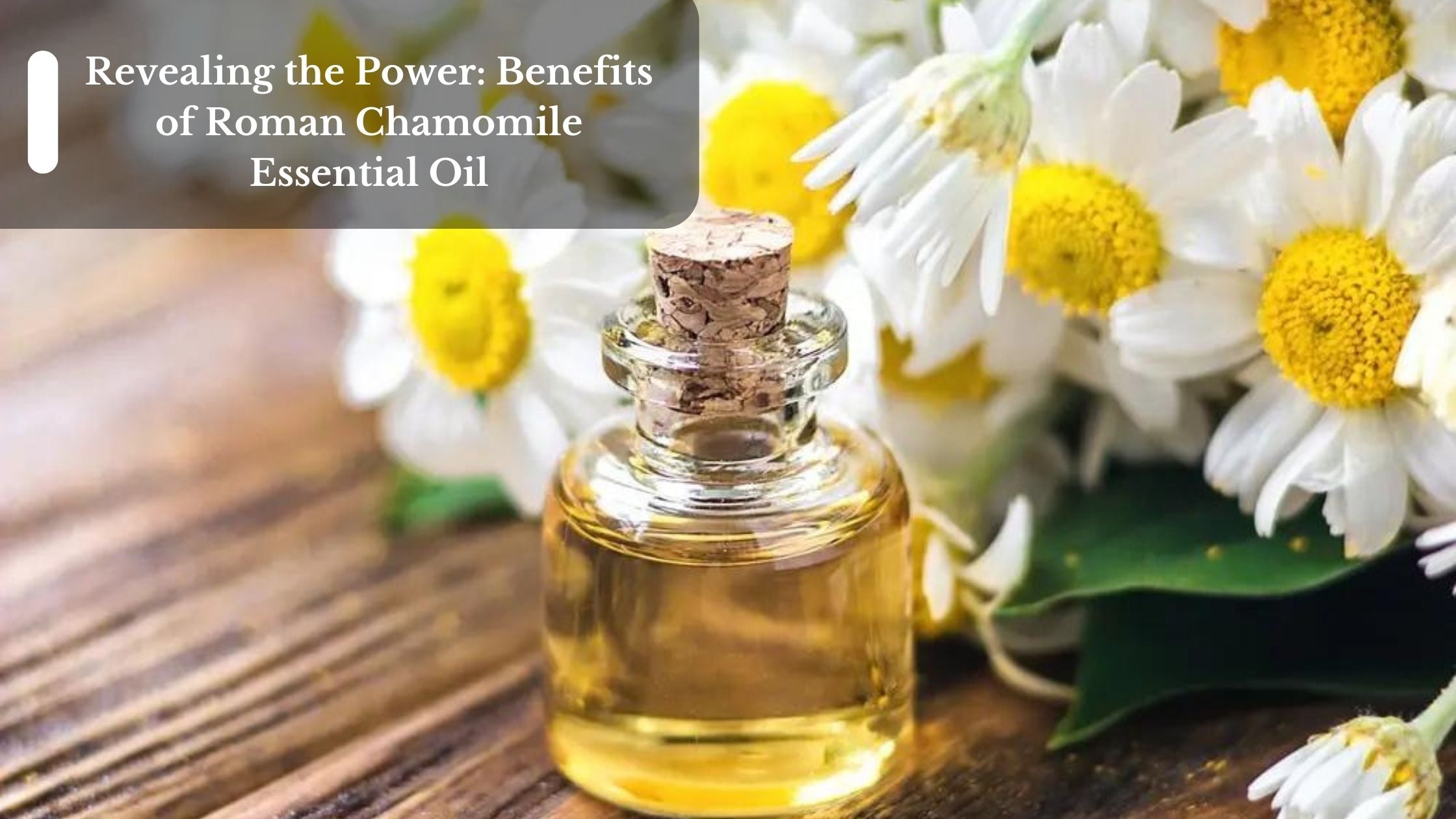 Roman Chamomile Oil Uses and Benefits