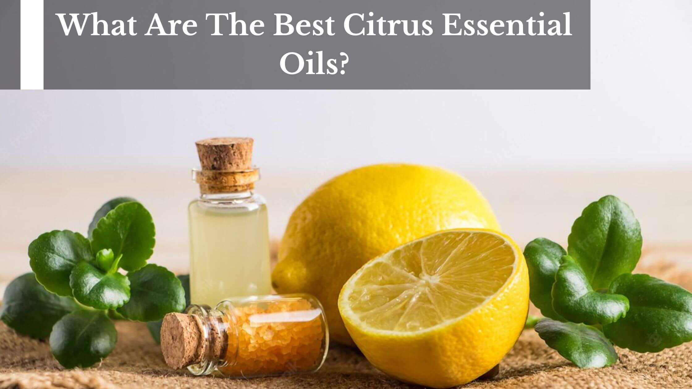 What Are The Best Citrus Essential Oils? – Moksha Lifestyle Products