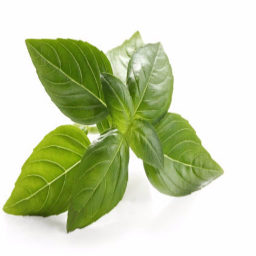 Basil Hydrosol