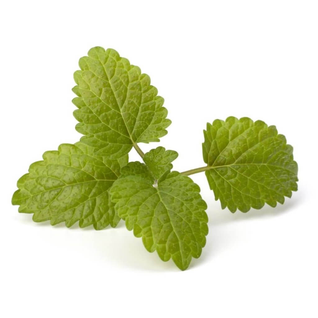 Buy Organic Bergamot Mint (Mentha Citrata) Oil Online in India at Best
