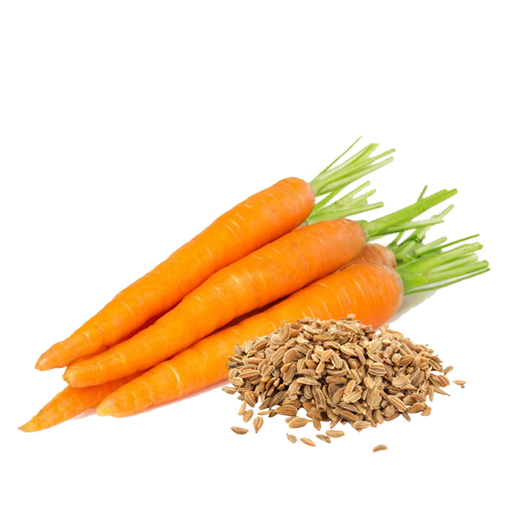 Buy Carrot Seed Oil Online at Best Price in USA  Carrot Seed Oil Bulk  Supplier – VedaOils USA