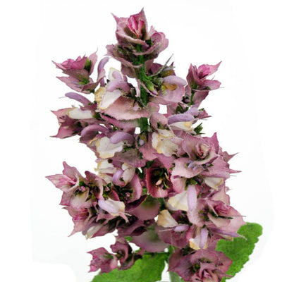 clary-sage-oil