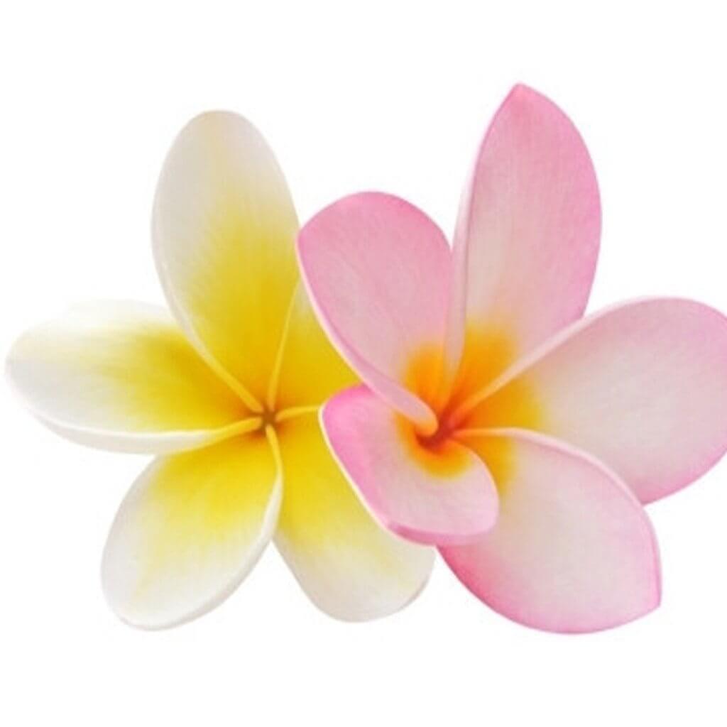 Frangipani scent online