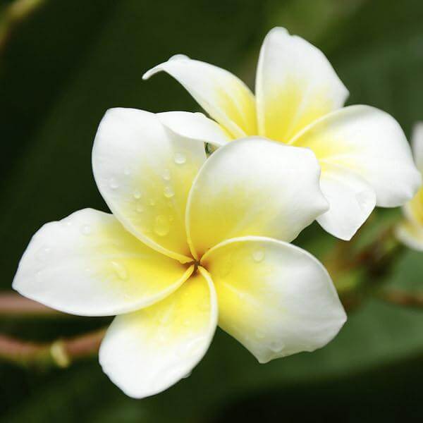 Frangipani Absolute Oil