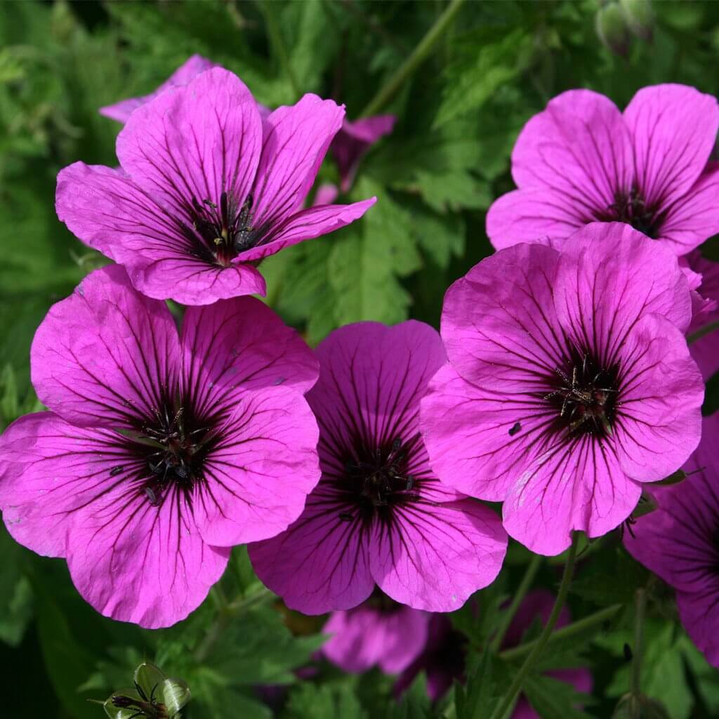 Geranium oil deals price