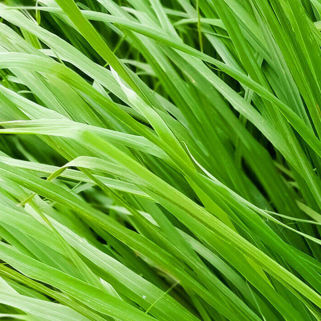 Buy Certified Organic Steam Distilled Ginger Grass Hydrosol Floral