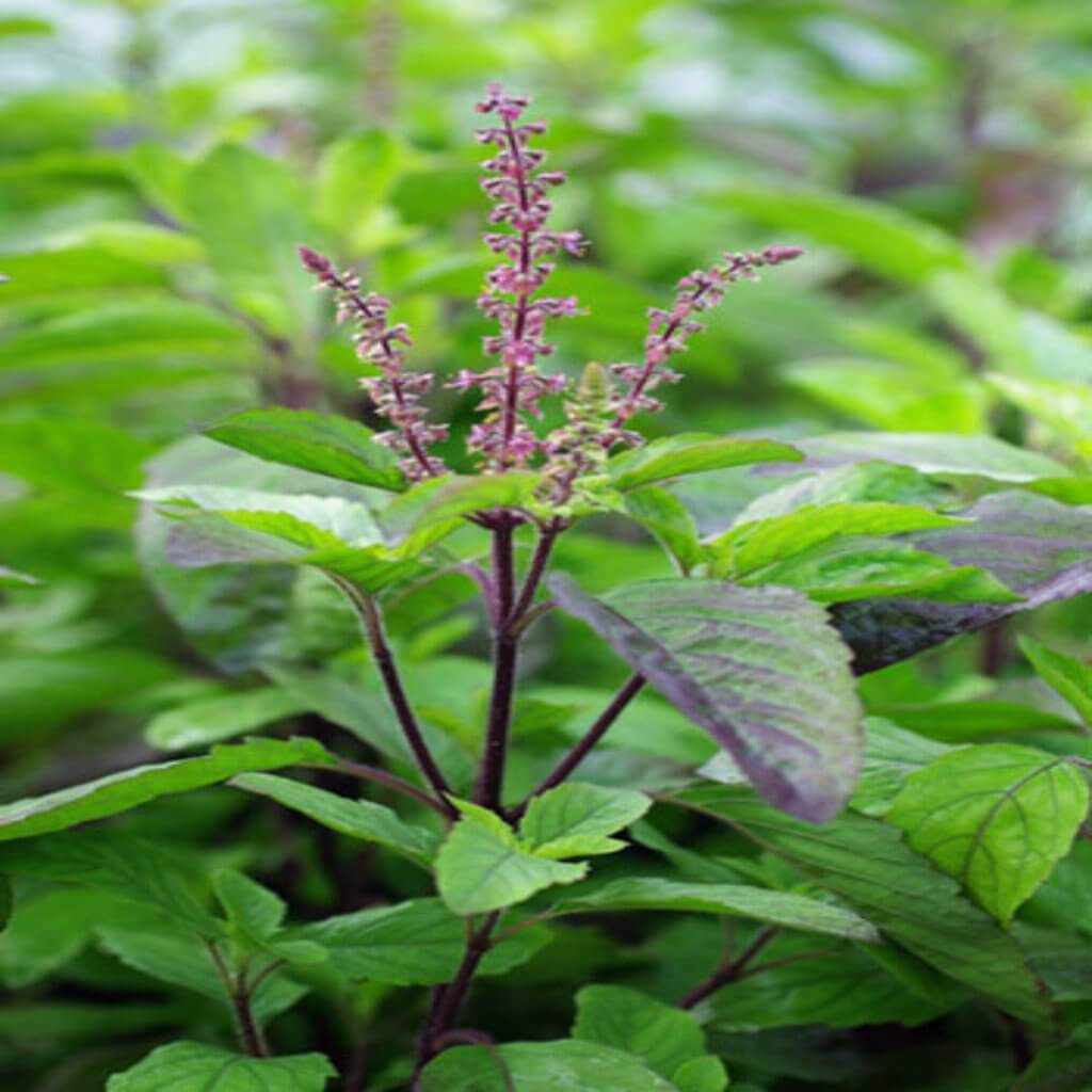 Basil Indian Holy Basil Hydrosol