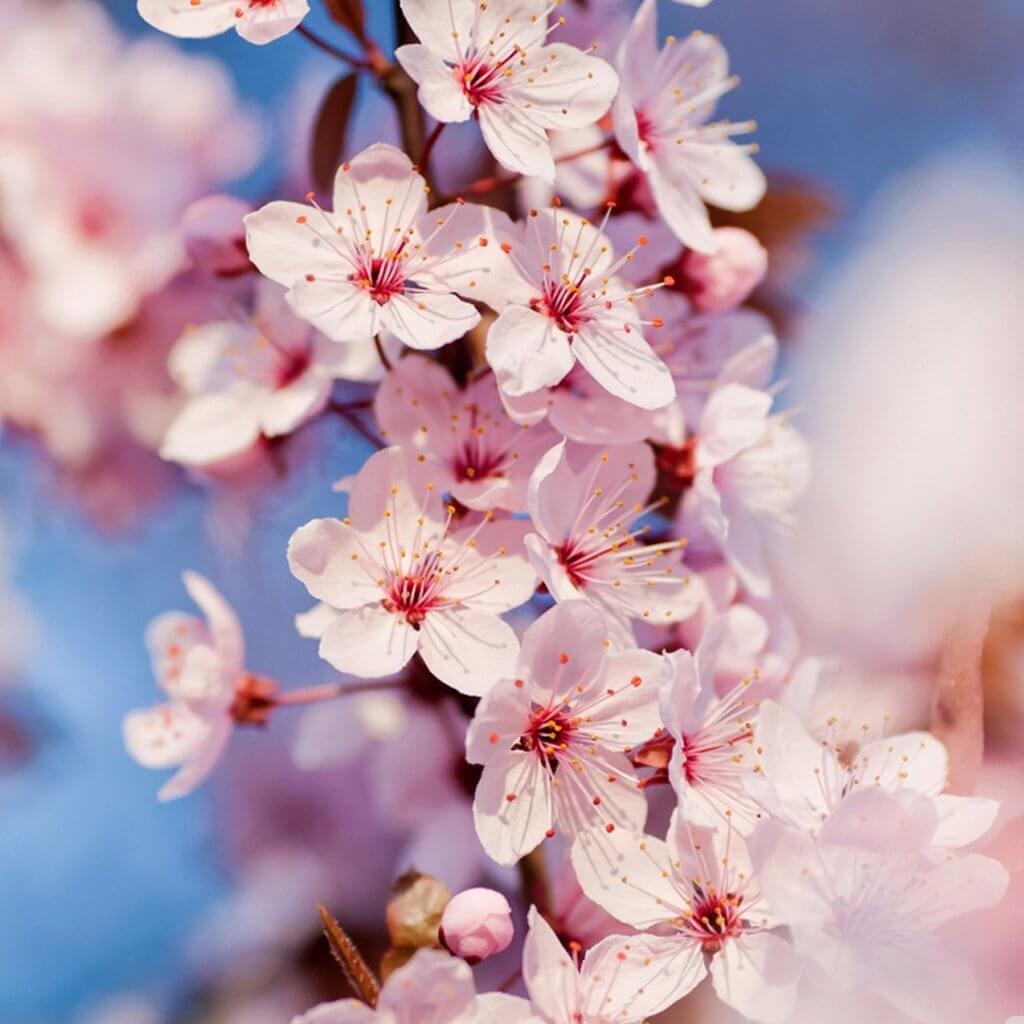 Japanese Cherry Blossom Fragrance Oil