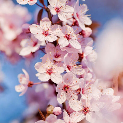 japanese-cherry-blossom-fragrance-oil