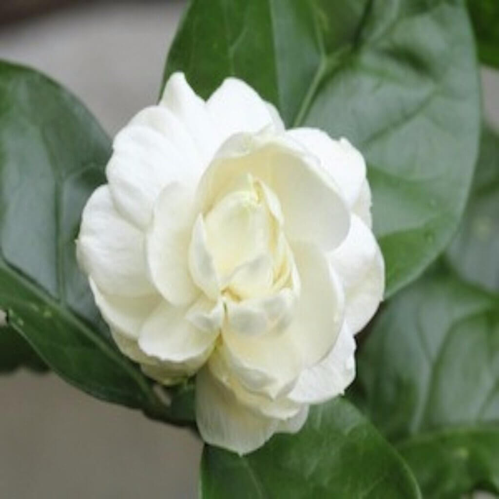 ★ジャックス（プレミアムオイル/3L）+（2０w-55/1Ｌ×4個） Buy Pure Organic Jasmine Sambac Absolute Oil Online in India at