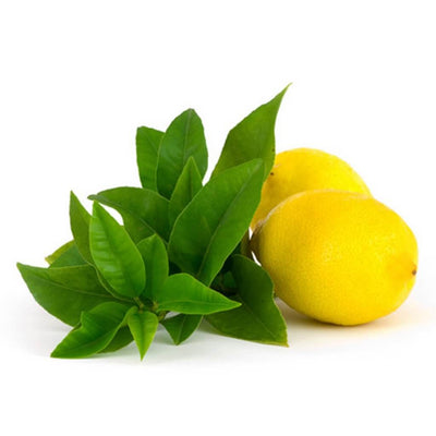 lemon-verbena-yankee-bb-type-fragrance-oil-premium