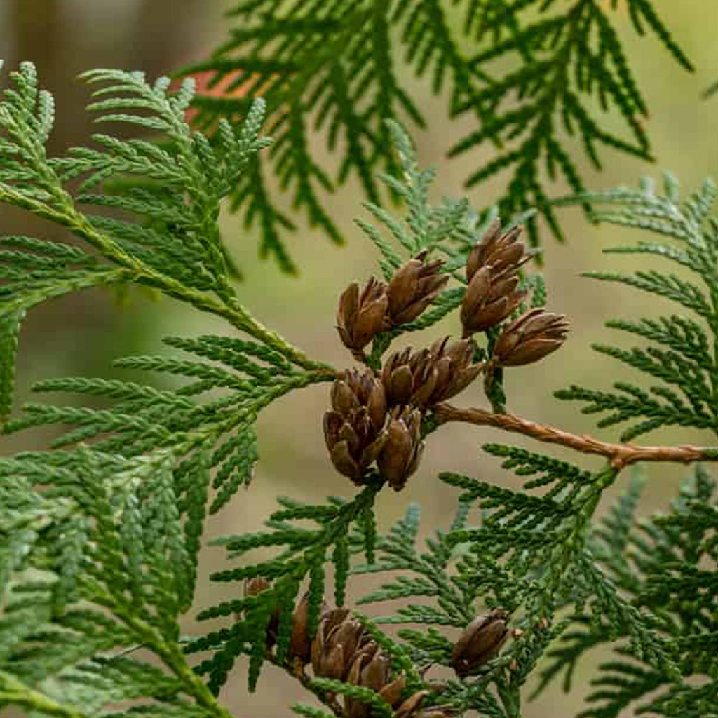 Buy Certified Organic Steam Distilled Thuja Wood Hydrosol Floral