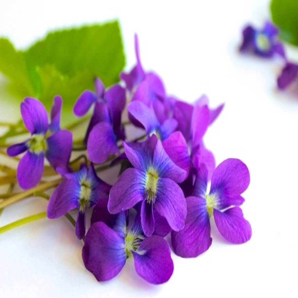 Violet Fragrance Oil