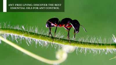 Ant-Free Living: Discover The Best Essential Oils For Ant Control
