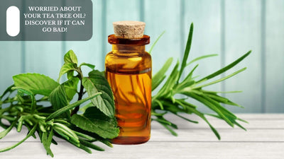 Worried About Your Tea Tree Oil? Discover If It Can Go Bad!