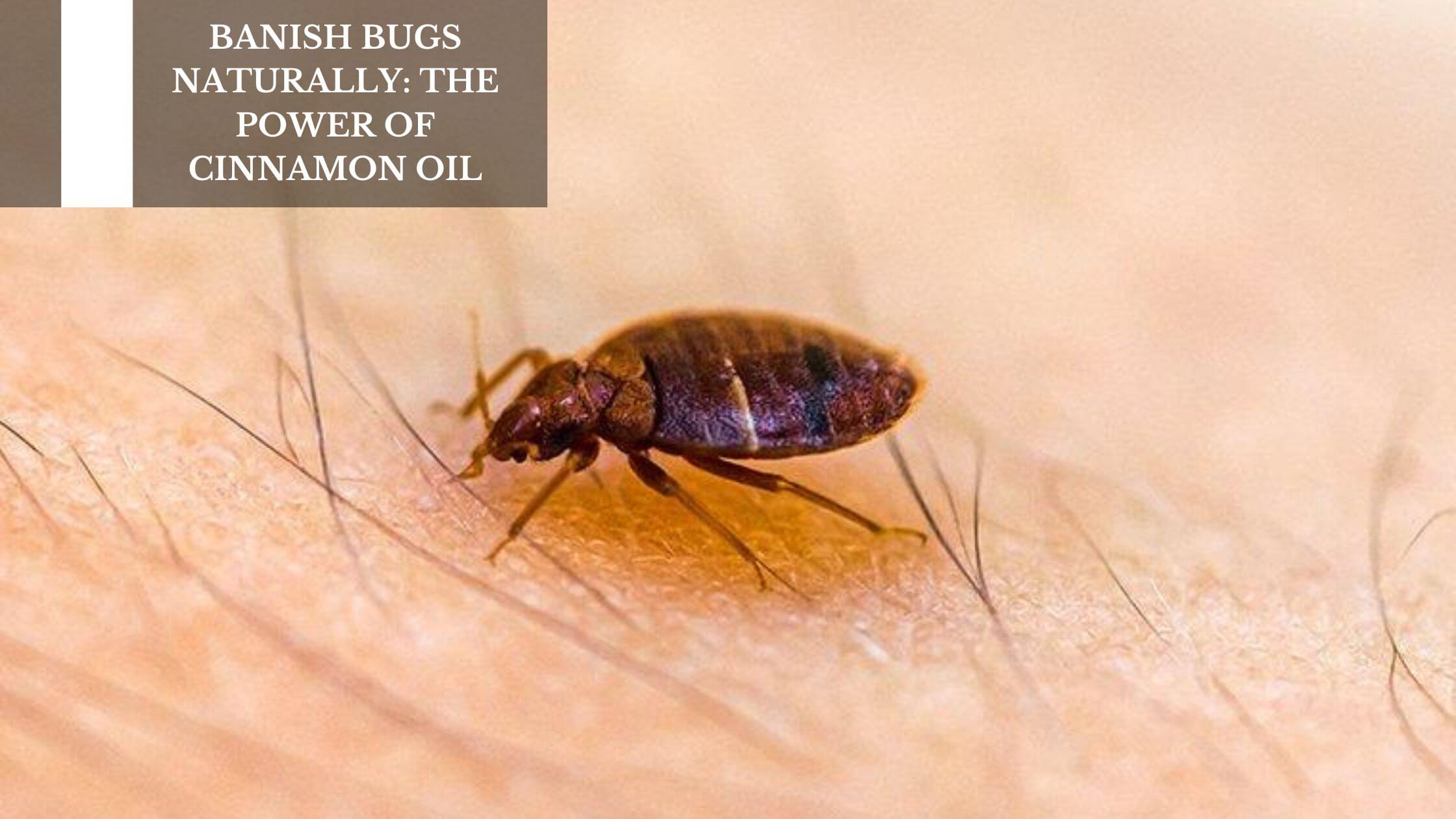 Banish Bugs Naturally: The Power Of Cinnamon Oil – Moksha Lifestyle ...