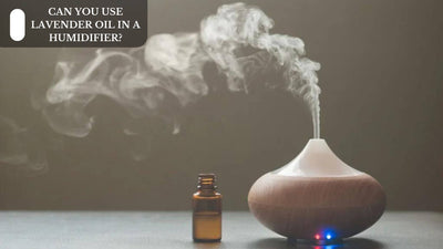 Can You Use Lavender Oil In A Humidifier?