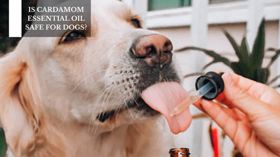 Is Cardamom Essential Oil Safe For Dogs?