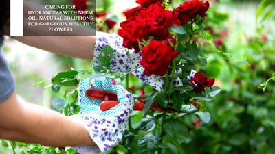 Caring For Hydrangeas With Neem Oil: Natural Solutions For Gorgeous, Healthy Flowers