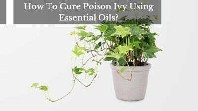How To Cure Poison Ivy Using Essential Oils?