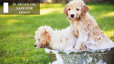 Is Argan Oil Safe For Dogs?