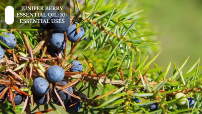 Juniper Berry Essential Oil: 10+ Essential Uses