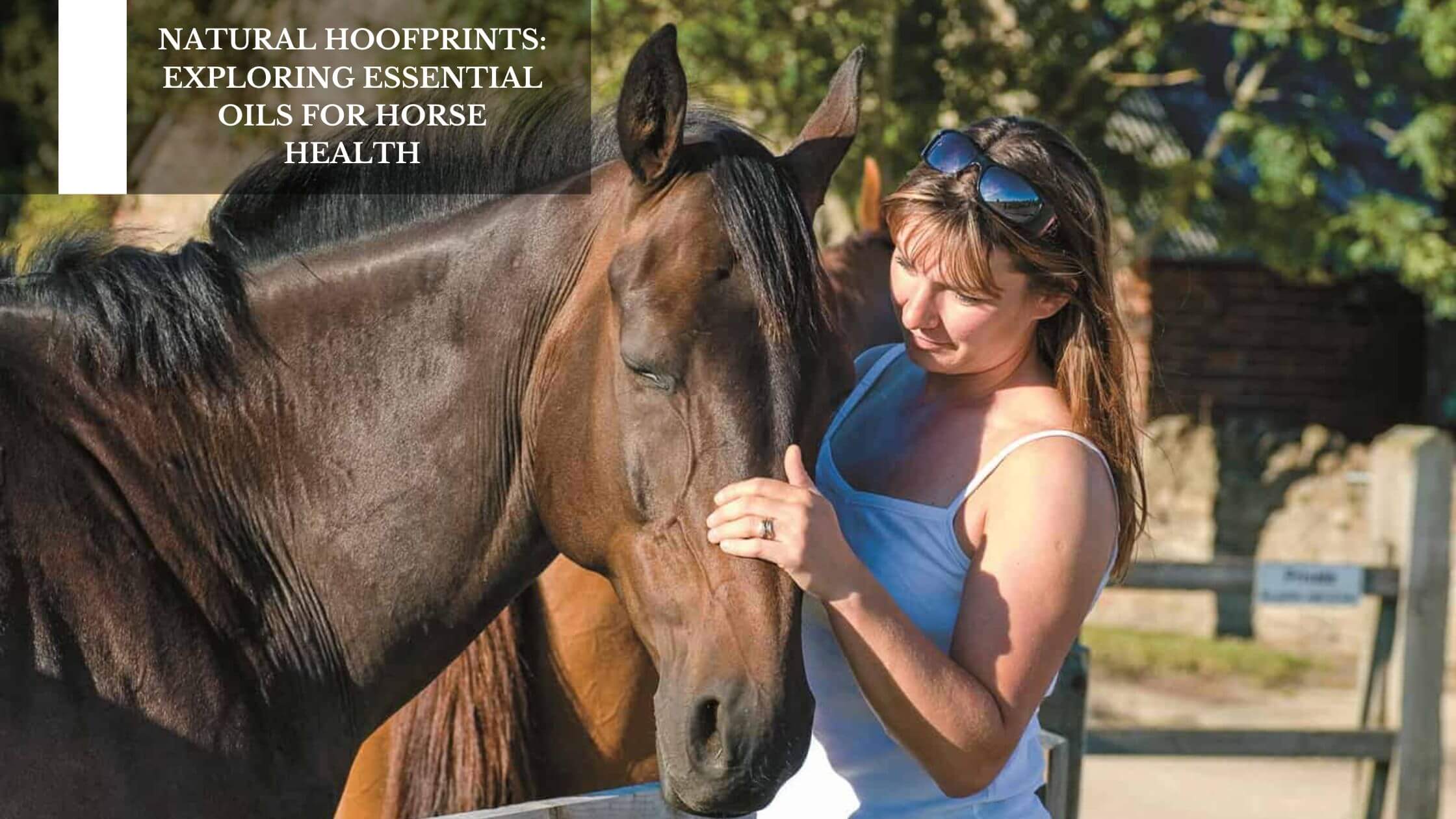 Natural Hoofprints: Exploring Essential Oils For Horse Health – Moksha ...