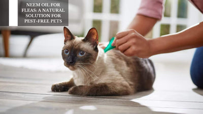 Neem Oil For Fleas: A Natural Solution For Pest-Free Pets