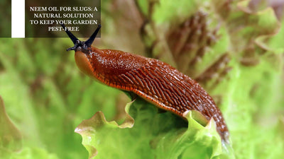 Neem Oil For Slugs: A Natural Solution To Keep Your Garden Pest-Free