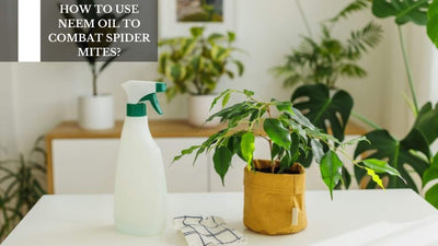 How To Use Neem Oil To Combat Spider Mites?