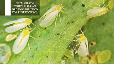 Neem Oil For White Flies: An Organic Solution For Pest Control