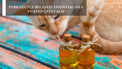 Purr-Fectly Relaxed: Essential Oils To Keep Cats Calm