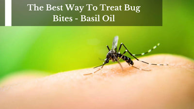 The Best Way To Treat Bug Bites - Basil Oil
