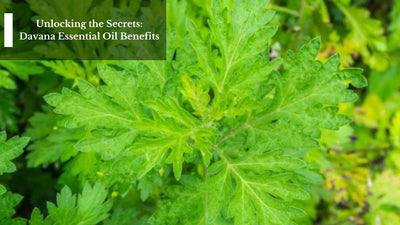 Unlocking the Secrets: Davana Essential Oil Benefits