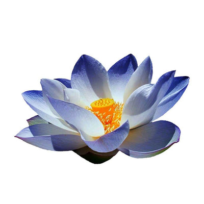 blue-lotus-absolute