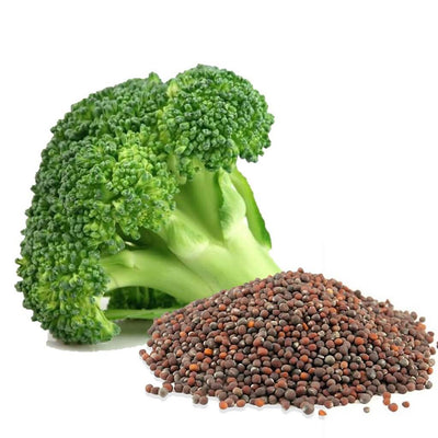 broccoli-seed-oil