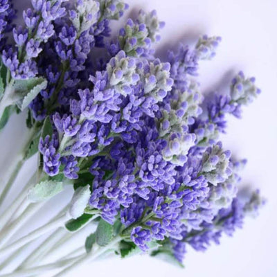 english-lavender-fragrance-oil